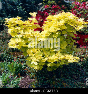 Acer shirasawanum - `Aureum' AGM. - (Syn. A. japonicum `Aureum')   TRS019120     Photos Horticultura Stock Photo